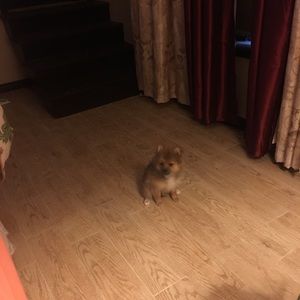 Meet your Posher, Nidia